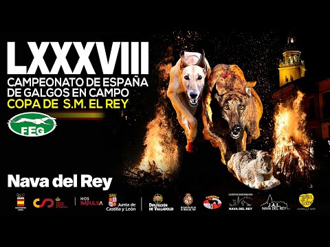 Gala LXXXVIII Campeonato de España de Galgos en Campo. Copa de S.M.