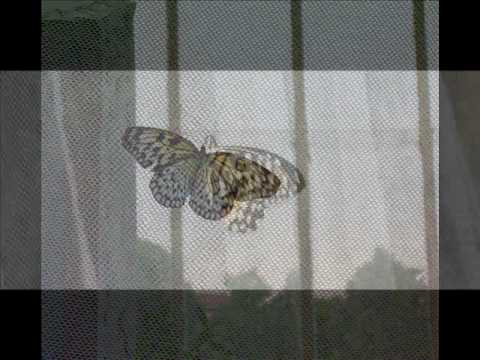 Joseph-Marie-Clément  Dall'Abaco: Capriccio n. 4