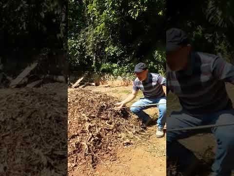 Pilha de compostagem: uso da barra de ferro para avaliar temperatura e atividade microbiana #shorts