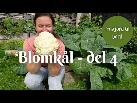Blomkål fra jord til bord - del 4 | Høster