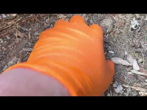 Discarded Wood Pile Hides Termites & Termite...