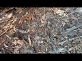 Discarded Wood Pile Hides Termites & Termite Swarmers in Waretown, NJ
