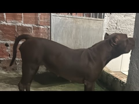 BEST PITBULL NUWAN #lekthebestkennel