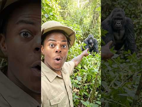 I Went Gorilla Trekking In Rwanda 🇷🇼🇷🇼