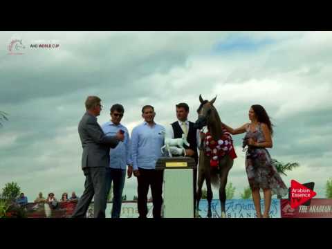 1st PLACE  N.40 HL EL GANADOR - Chantilly 2017 World Cup - Yearling Colts Championship (Class 14)