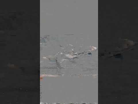 🌊 Güzelcehisar'da Bir Kurtarma Daha: Anne ve 8 Yaşındaki Kızı Kıyıya Çıkarıldı