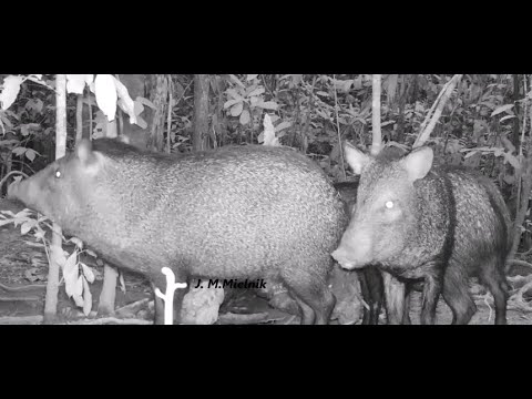 Duas pacas no barreiro - jacus, pacas, cutias e catetos