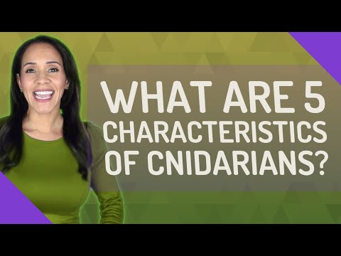 What are 5 characteristics of cnidarians?