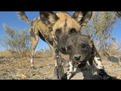 "Terra X: Spione im Tierreich" nochmal sehen: Wiederholung der Dokureihe online und im TV