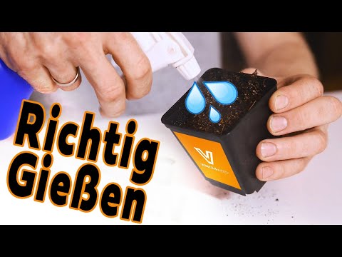 Watering soil correctly - Optimal water supply for your plants