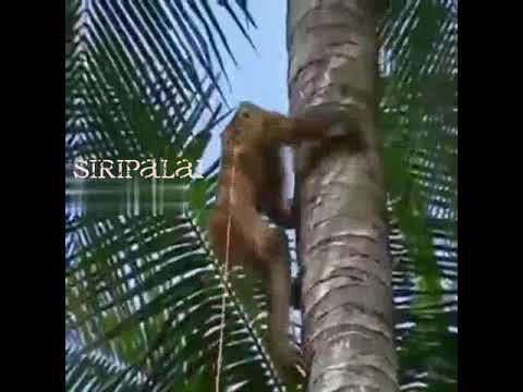 1st YouTube video about are there monkeys in hawaii