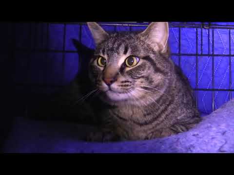 Rescue of 2 Abandoned Cats Rescued from FREEZING Weather