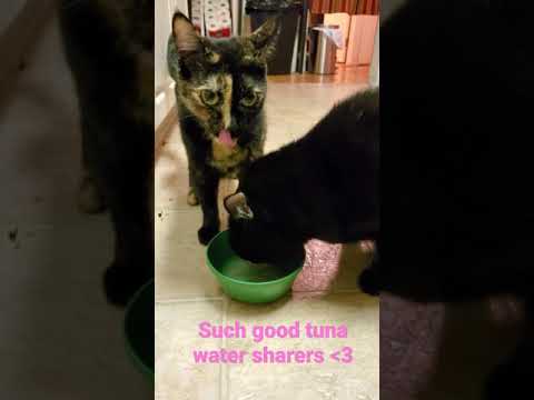 good cats share the tuna water