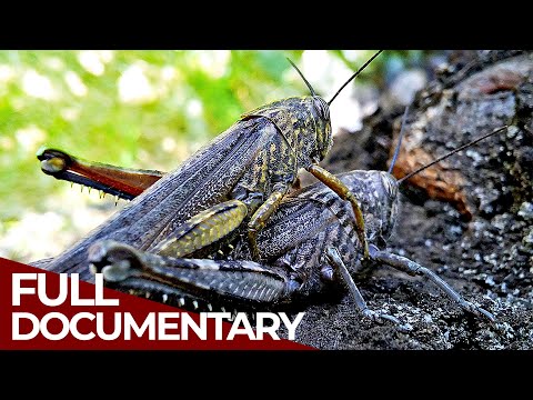 Locusts | Return of the Plagues | Free Documentary History