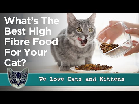 10 Best High Fiber Cat Food Picks for Your Kitty - Picks and Reviews