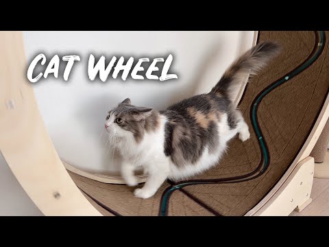Cat vs. Cat Wheel | Norwegian forest cat