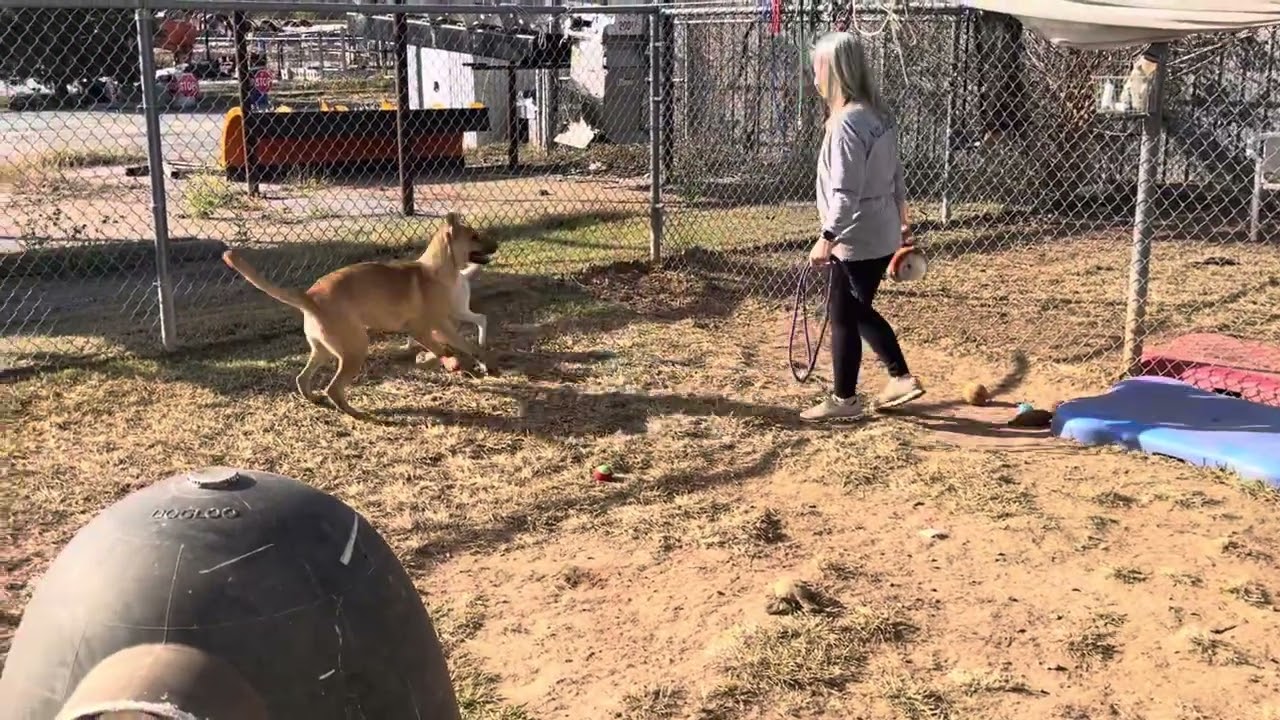 Keira, a Adoptable mixed breed in Sand Springs, OK video 6/6
