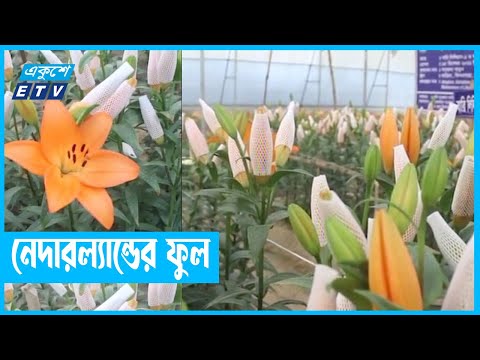 লিলিয়াম ফুল চাষে সফল্য