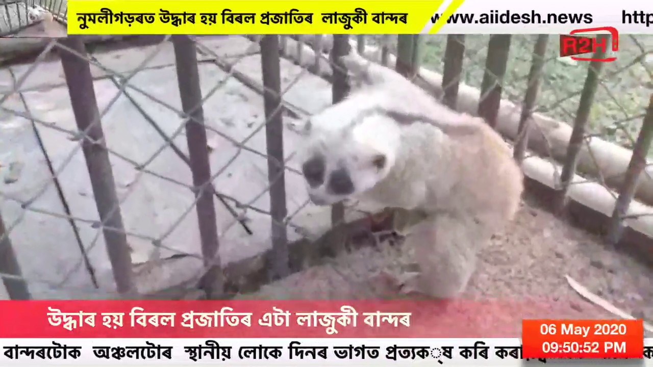 Slow Loris captured in Nagakata area near Numaligarh in Assam