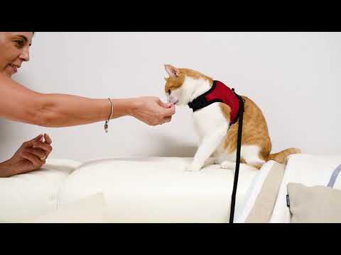 Cat on a Leash, how to get the cat used it