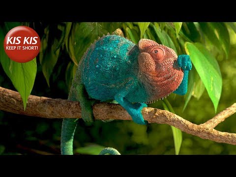 CG Short film "Our Wonderful Nature: The Common Chameleon" - by Tomer Eshed