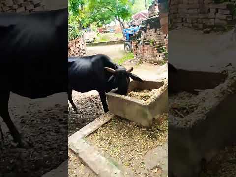 naseeba bhi Kya rang laya #bollywood 🙏💯💫🥀💔🪷👎👍