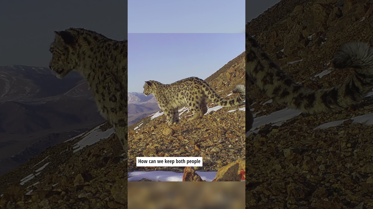 Snow Leopards & Linear Infrastructure Guidance