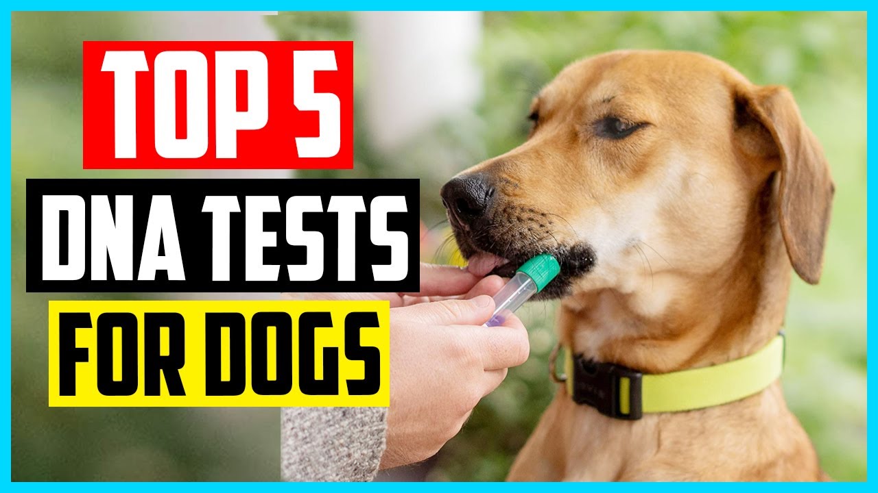 ✅ The 5 Best DNA Tests for Dogs of 2022