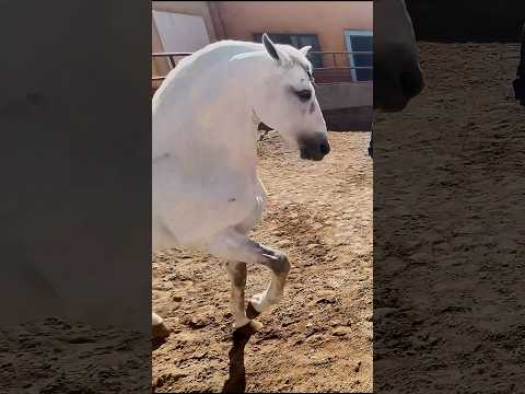 MEMO LA LIEBRE: Entrena caballo, la arte de la doma en Jalisco |🇲🇽Teaching horse how to dance!