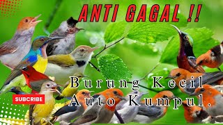 Download lagu MP3 Pikat Burung Kecil Ribut Kombinasi Burung Kamande Paling Ampuh. mp3