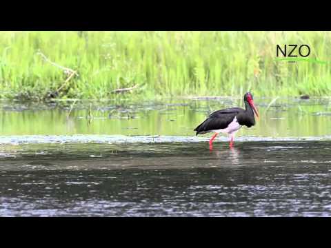 Schwarzstorch sucht Nahrung in der Lippe am Tallehof