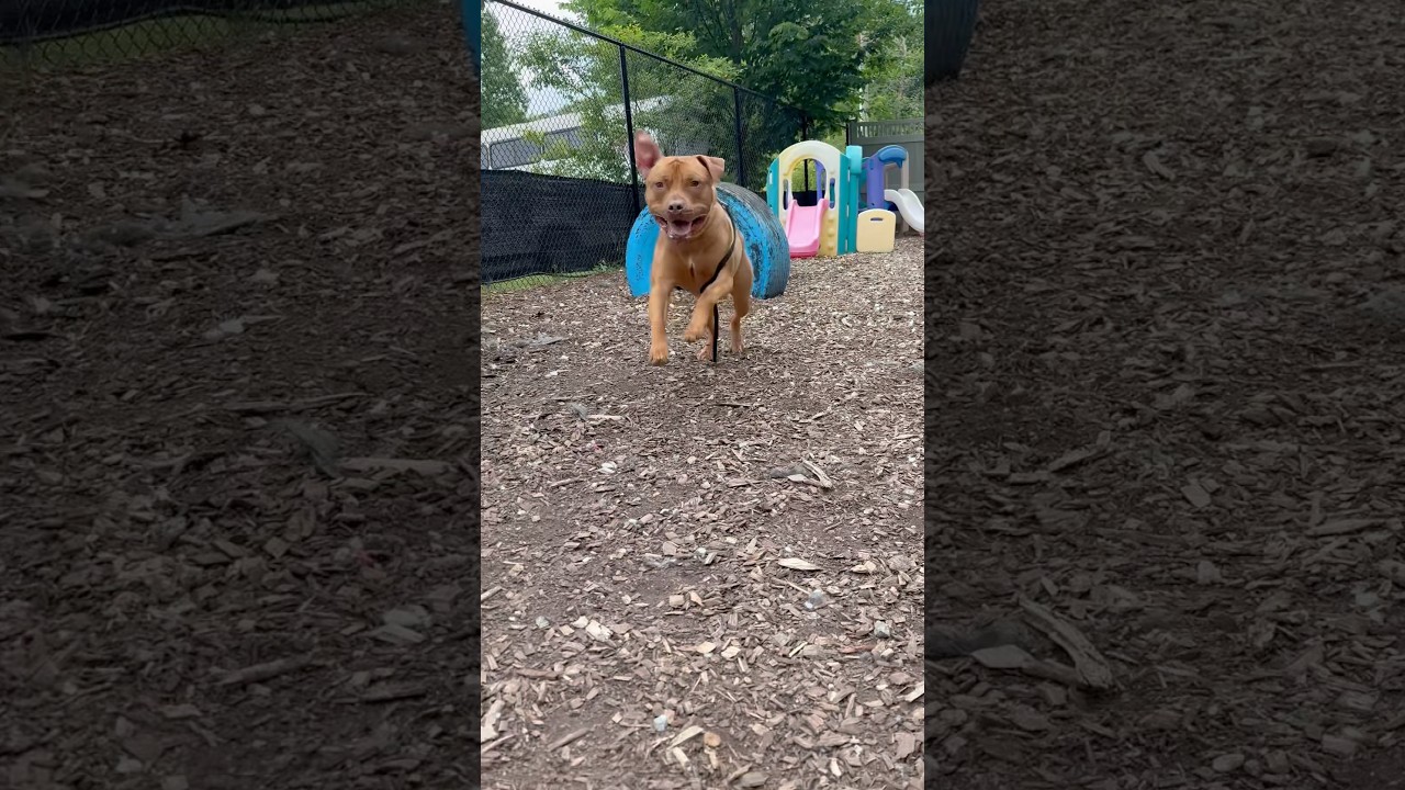 Enlarge Rudy, a Adoptable American Staffordshire Terrier in Briarcliff Manor, NY video 6/6