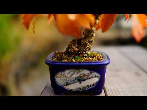 2019, 11, 24...Autumn.