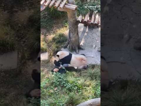 Panda charged at zookeeper