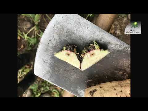 157. Feldexkursion: Rübenmotte in Zuckerrüben - NU Agrar, 10.06.2020