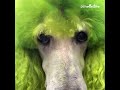 Cute Dog Transforms Into The Grinch for Christmas!