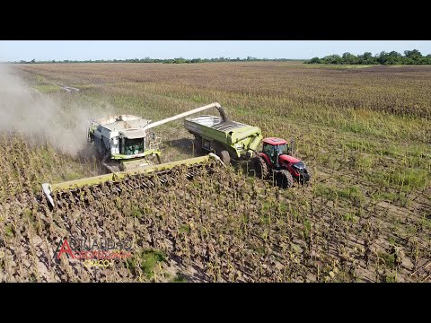 Cosecha de Cultivo de Girasol - Sr. Cristian Molnar - La Tigra Provincia del Chaco.