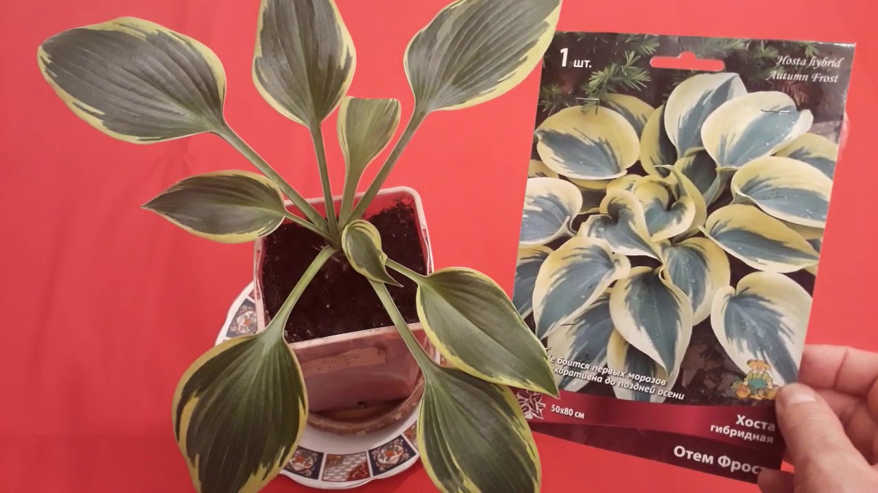 #hosta #AutumnFrost #хоста / Хоста гибридная Отэм Фрост(лат.hosta Autumn Frost), ранняя покупка