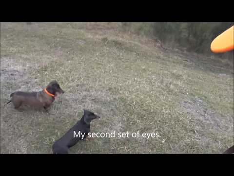 Driven Fox Hunt with Beretta Silver Pigeon 20g and Dachshunds Victoria 06/05/2018 Part 2