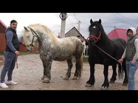 Iepele lui Bila de la Vadu Crisului, Bihor - 2024 Nou!!!