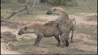 Hyenas mating fighting and playing!
