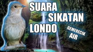 Download lagu suara gemericik air dan suara burung sikatan londo gacor cocok buat masteran burung murai batu mp3 Download lagu suara gemericik air dan suara burung sikatan londo gacor cocok buat masteran burung murai batu mp3