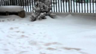 preview picture of video '7 febbraio 2012 neve in corso a Venosa (Pz)'
