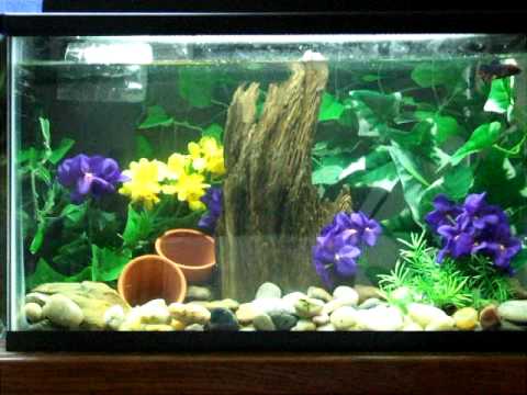 10 Gallon Betta Fish Tank