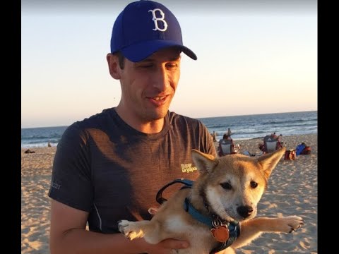 Shiba Inu Puppy 🦊  Exploring Los Angeles Beaches - A Day in Life July 25 Submission (4K short movie)