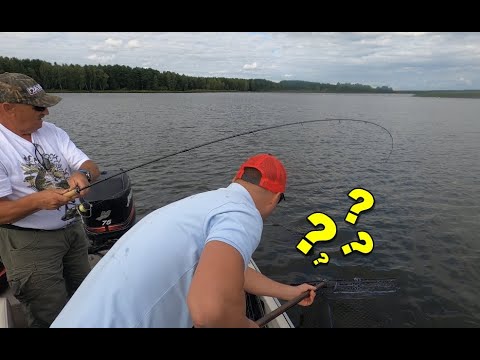 UNIWERSALNA PRZYNĘTA NA BOLENIE ZE STOJĄCEJ WODY i INNE DRAPIEŻNIKI