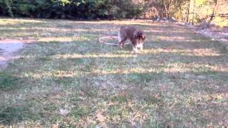 Tenkara Fishing my Aussie Shepherd