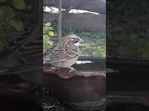 Birdday 050 Chingolo Naranjero 1606 2025