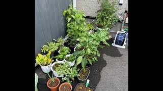 【家庭菜園】最近、動画投稿がストップしていた理由です！
