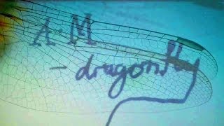 A.M - Dragonfly